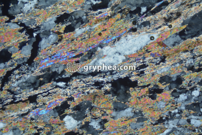 Micaschiste à sillimanite LPA x25 - gryphea.org